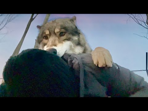 Видео: Якутский Волк не останавливается, готов взять титул в любое время. Гибрид Арья пользуется  моментом.