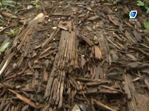 Видео: Верест
