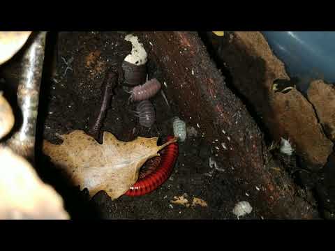 Видео: Мои мокрички и кивсячки.  Содержание.#мокрицы #тропическиемокрицы#кивсяки