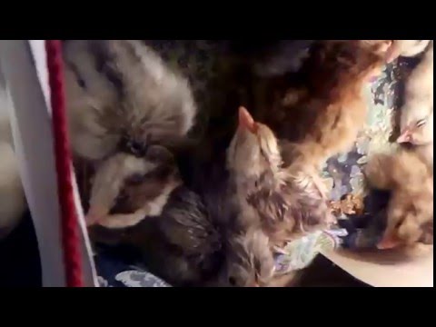Видео: Недогрев или перегрев инкубационных яиц - к чему может привести? Нужно ли помогать цыплятам ?