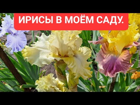 Видео: КАК ЖЕ ОНИ ХОРОШИ! ИРИСЫ БОРОДАТЫЕ В МОЁМ САДУ! ЕЩЁ ОДИН ОБЗОР ПЕРЕД ЗАВЕРШЕНИЕМ ИХ ЦВЕТЕНИЯ!