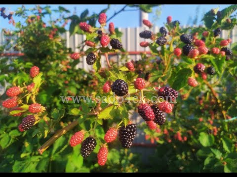 Видео: САМЫЙ МОРОЗОСТОЙКИЙ СОРТ ЕЖЕВИКИ. Ежевика Бжезина. Ожина Бжезіна. Blackberry Brzezina.