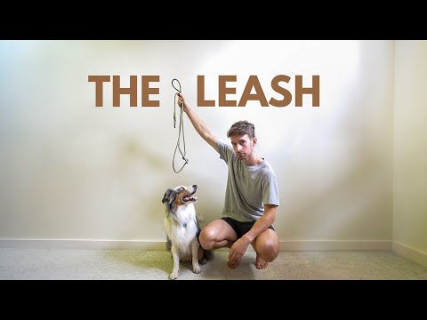 Видео: Единственный поводок для собак, который вам когда-либо понадобится