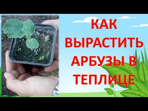 Видео: КАК ВЫРАЩИВАТЬ АРБУЗЫ В ТЕПЛИЦЕ. Выращивание арбузов в теплице. Как вырастить арбуз на севере.