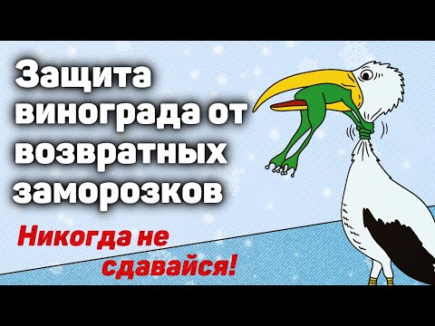 Видео: Как защитить виноградник от возвратных заморозков? 🥶