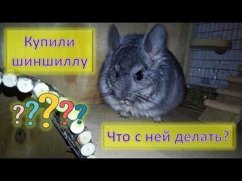 Видео: Главные советы по содержанию шиншилл / что за зверь такой - шиншилла?