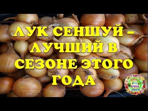 Видео: Лук Сеншуй - лучший в сезоне этого года