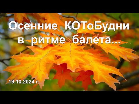 Видео: А осень, словно прима-балерина... или КОТоБудни от 19 октября 2024 г.