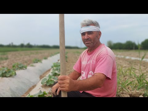 Видео: парвариши харбуза бо  усули Абдуғаффор деҳқон