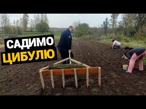 Видео: Життя в селі. Посадка цибулі та часнику на зиму. Наший спосіб 