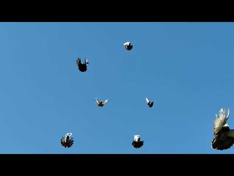 Видео: ГОЛУБИ ст.Егорлыкская