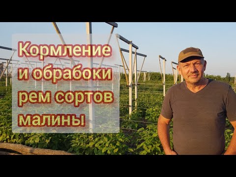 Видео: Кормление и обработки рем сортов малины