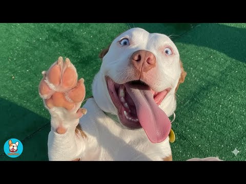 Видео: Я взяла из приюта самую грустную собаку… То, что произошло дальше, меня потрясло