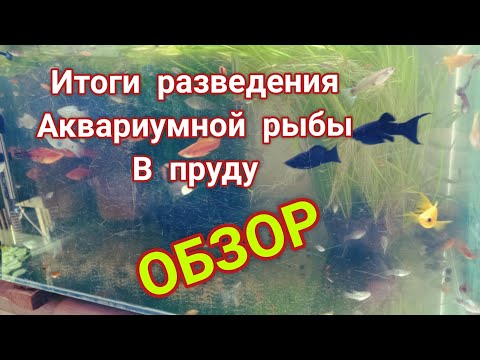 Видео: ИТОГИ РАЗВЕДЕНИЯ РЫБЫ В ПРУДУ,ОБЗОР ХОЗЯЙСТВА