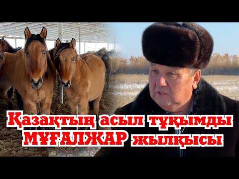 Видео: Асыл тұқымды Бақанас-Мұғалжар ат зауыты