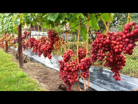 Видео: Огляд дуже раннього винограду на Житомирщині 2025 рік