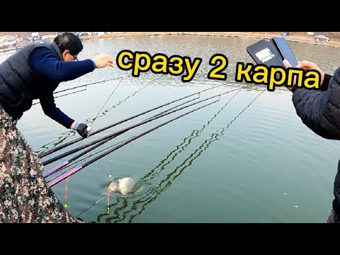 Видео: рыбалка в корее, как ловят хангуки карпов и форель.
