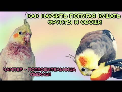 Видео: Попугай не ест фрукты и овощи! Как его приучить?