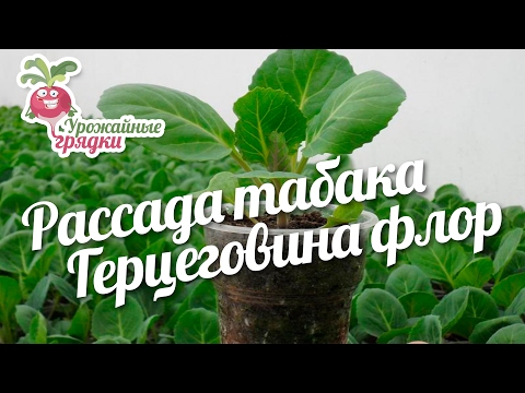 Видео: Рассада табака. Герцеговина флор. Урожайные грядки.