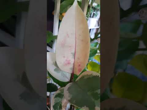 Видео: 1 ноября и бабье лето в моём дивном балконном саду