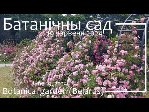 Видео: Батанічны сад, Ружы ч.2 / Botanical Garden, Roses p.2