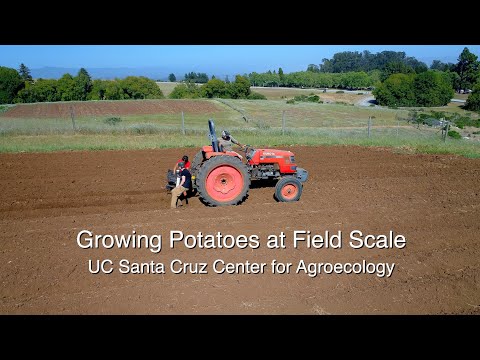 Видео: Выращивание картофеля в полевых условиях — Центр агроэкологии Калифорнийского университета в Сант...