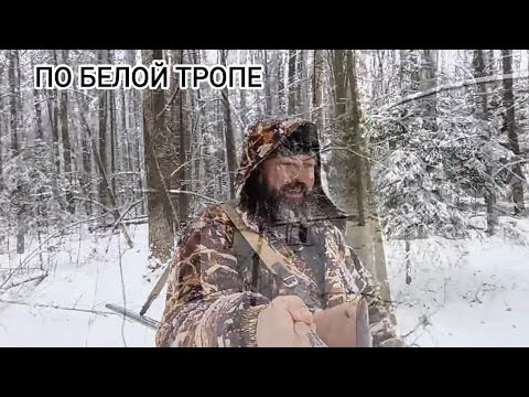 Видео: Охота на куницу с карелофинской лайкой/ в поисках Юты/