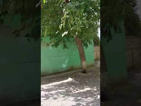 Видео: Таджикистан, г. Чкаловск (Бустон). ул. Ленина, 2 (рынок Круг)