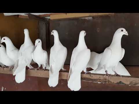 Видео: Белые почтовые голуби