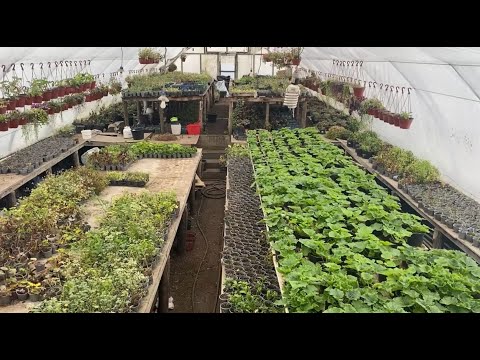 Видео: Обзор теплицы в декабре и мысли вслух