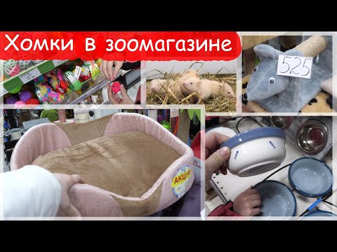 Видео: Хомки в зоомагазине. Дарим покупки животным