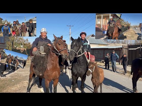 Видео: Кара кулжа жийде айылы Бакы аванын ашына арналган аламан улак🔥🇰🇬
