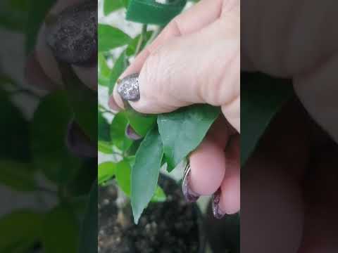 Видео: 10 декабря 2024 г.