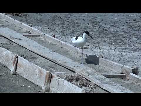 Видео: ПОМОРИЕ  – СОЛНИЦИ НА  25 ВЕКА