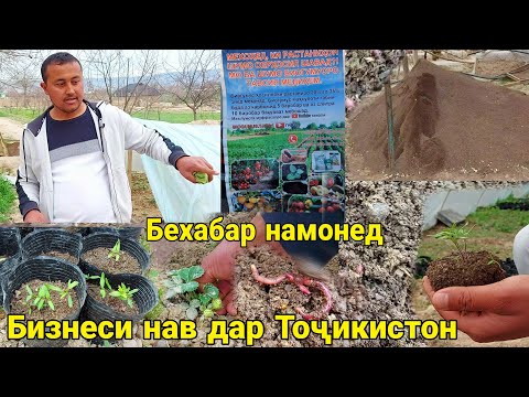 Видео: БИЗНЕС ДАР ШАРОИТИ ХОНА БО ПУЛИ КАМ БИОГУМУС КИРМАКИ КАЛИФОРНИЯ ДАР ТОҶИКИСТОН март 2022