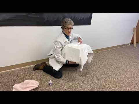 Видео: как засунуть непокорную кошку в переноску