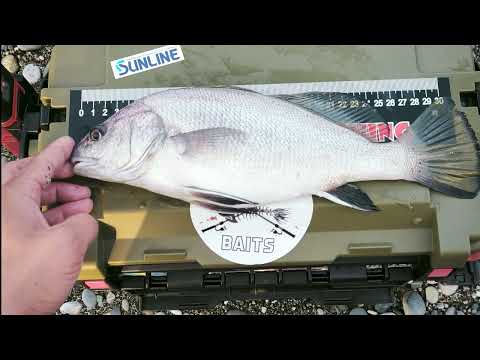 Видео: Морская рыбалка в Абхазии. Пицунда. Ловля на спиннинг с берега летом 2025.