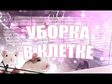 Видео: Уборка в клетке у крыс | 🌸 обустройство клетки 🌸|