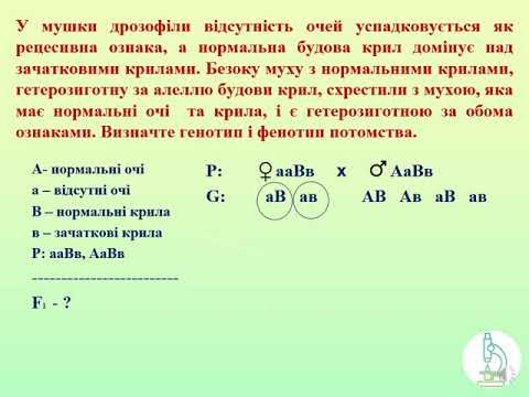 Видео: задачі на дигібридне схрещування