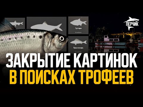 Видео: Поиск трофеев для закрытия картинок ● Русская рыбалка 4 ● Перчик РР4