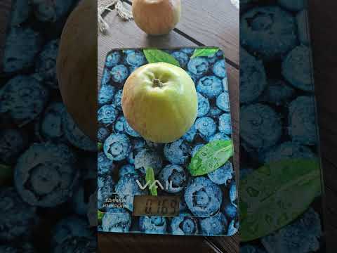 Видео: яблоня Конфетное.  31 июля 2024 7