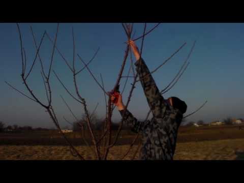 Видео: Весенняя обрезка черешни,возраст 4 года .Spring pruning of cherries, age 4 years.