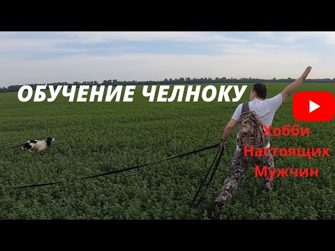 Видео: Натаска Спаниеля. Челнок. Готовим к охоте.
