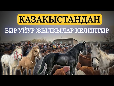 Видео: Ат жана жылкы баалары. Манас шаары.  #атбазар #horse #рекомендации #рек 