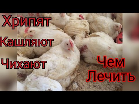 Видео: Чихают//Кашляют//Хрипят//Бройлер заболел//Лечение