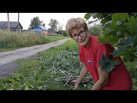 Видео: "Пирог" из железок и электрики под свесом крыши. Укрощение ивы и клена. Жизнь в деревне. Август 2025