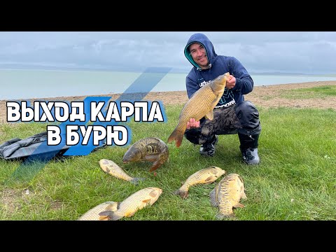 Видео: ЖУКЕЙ, ВЫХОД КРУПНЫХ КАРПОВ В БУРЮ!