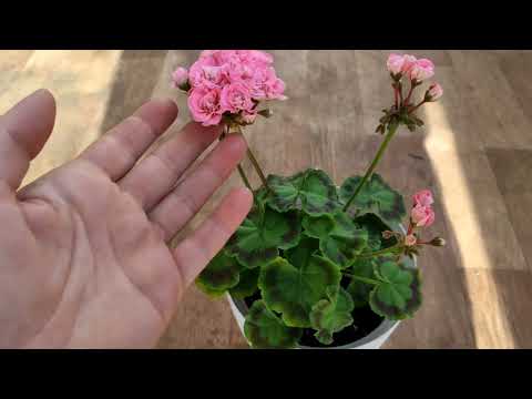 Видео: #пеларгонии#цветы#герань_цветение_осенью#