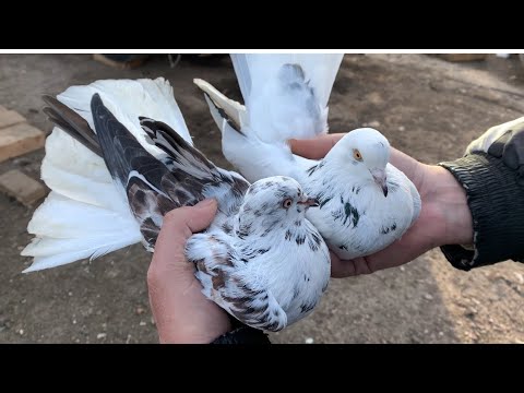 Видео: Николаевские голуби. Вечерний полет по северо-востоку.