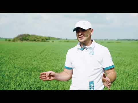 Видео: Исследуем гербицидные новинки. Липецкая область